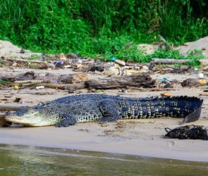 Saltwater Crocodile in the City of Matara in Southern Sri Lanka