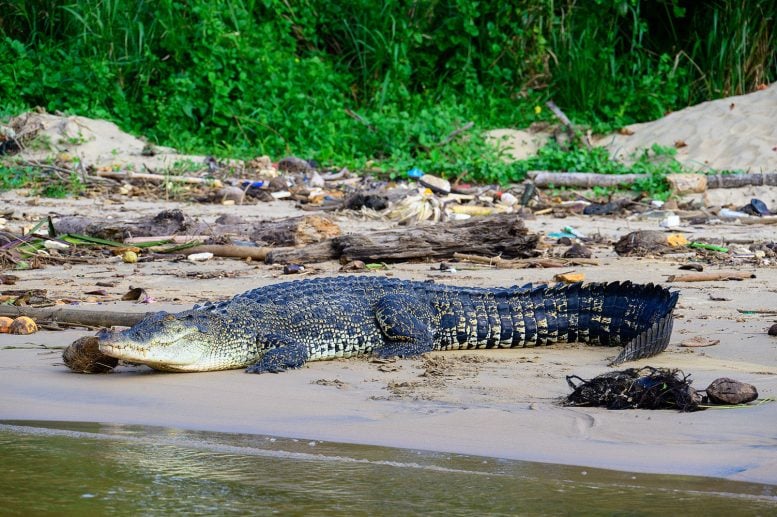 Saltwater Crocodile in the City of Matara in Southern Sri Lanka