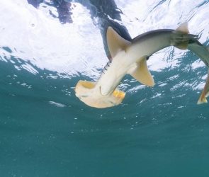 Scalloped Bonnethead Shark