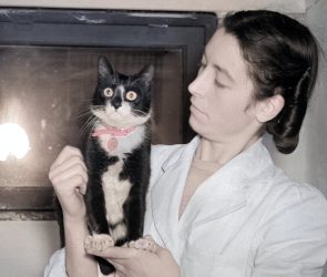 The tiny tuxedo cat who became a naval hero
