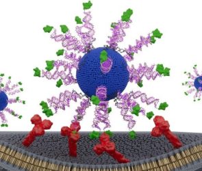 Spherical Nucleic Acid (SNA) Nanoparticle HPV Antigen