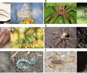 Psychologists made people look at spiders. They didn't like it.