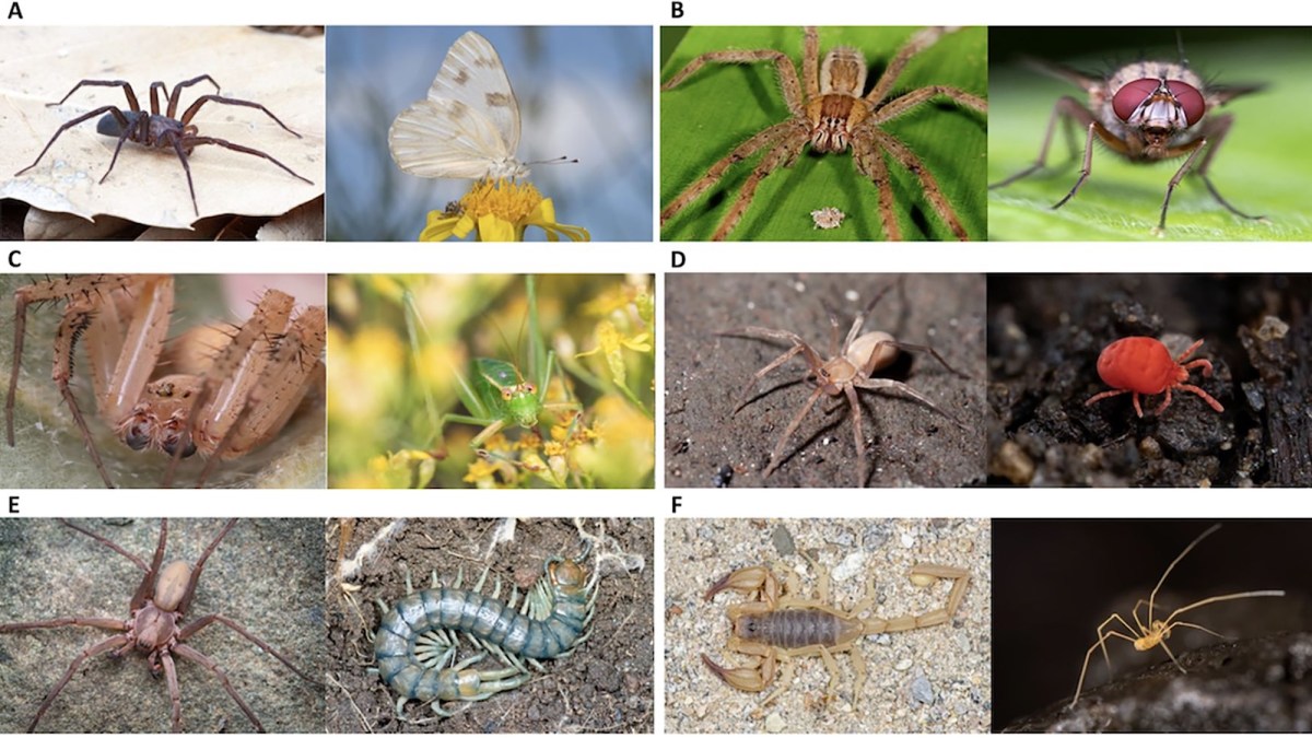 Psychologists made people look at spiders. They didn't like it.