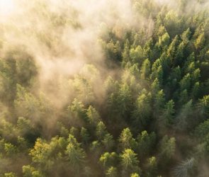 Sunrise Forest Trees Kongsvinger Norway