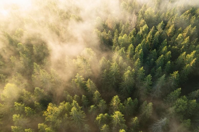 Sunrise Forest Trees Kongsvinger Norway