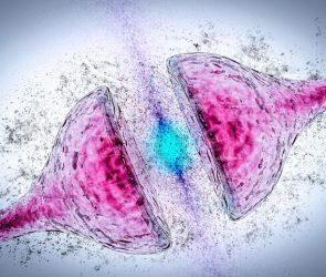 Synapse Degeneration Alzheimer's Parkinson's Dementia