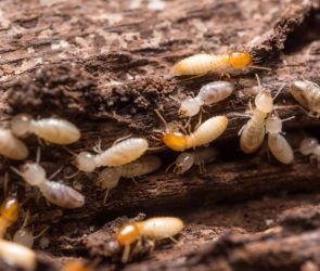Termites are swarming Florida even faster than predicted