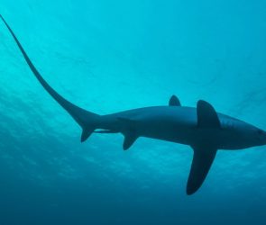 Ancient sharks once swam in this landlocked state
