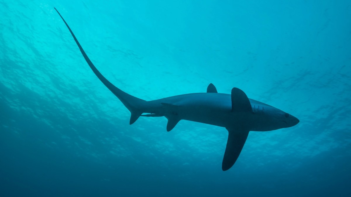 Ancient sharks once swam in this landlocked state