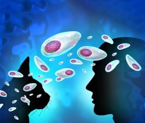 Toxoplasmosis Infection Disease Cat Human