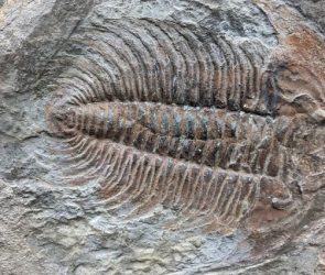 Trilobite Fossil