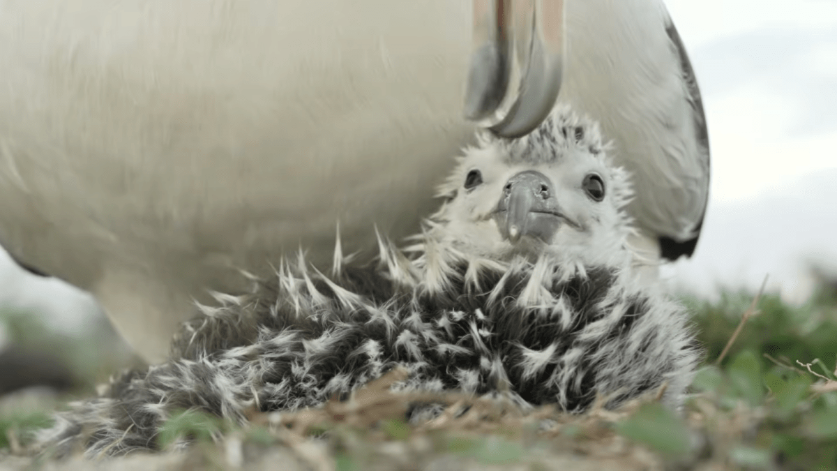 Watch an albatross give its brand-new chick a very careful cleanup