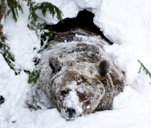 No, bears don't actually hibernate