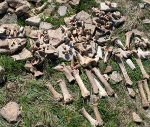Why bison hunters abandoned a kill site 1,200 years ago
