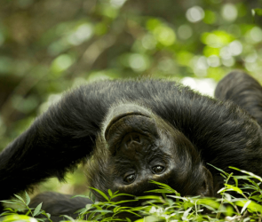 Chimpanzees love alcohol and their pee proves it