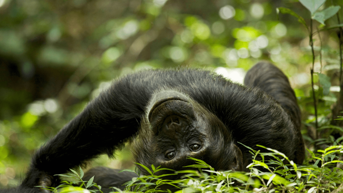 Chimpanzees love alcohol and their pee proves it