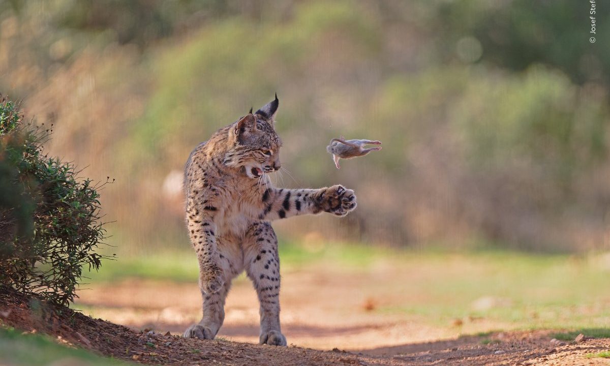 16 astonishing images from the 2026 Wildlife Photographer of the Year awards