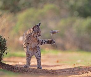 16 astonishing images from the 2026 Wildlife Photographer of the Year awards