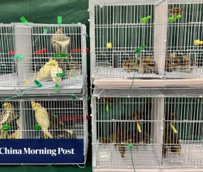 Woman arrested over illegally importing 112 birds worth HK$15,000