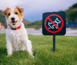 Poop DNA tests and AI dog surveillance: The tech changing pet care.