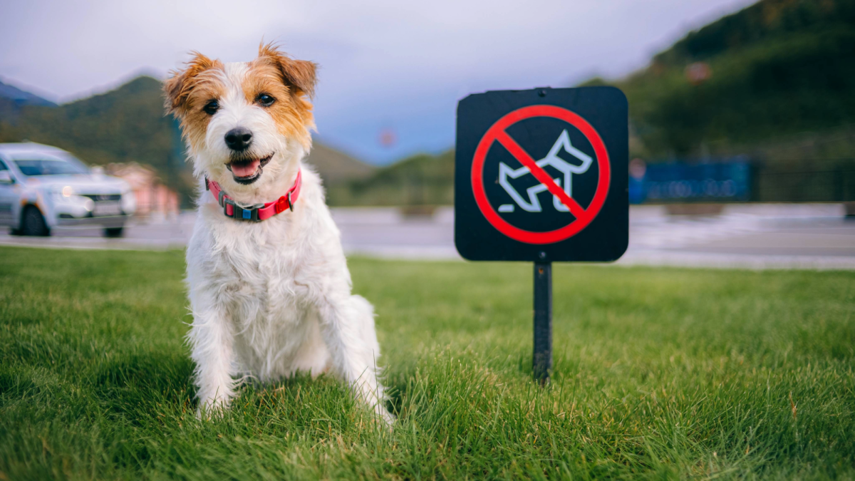 Poop DNA tests and AI dog surveillance: The tech changing pet care.