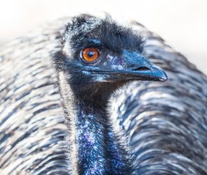 Emus once faced down the Australian army—and won