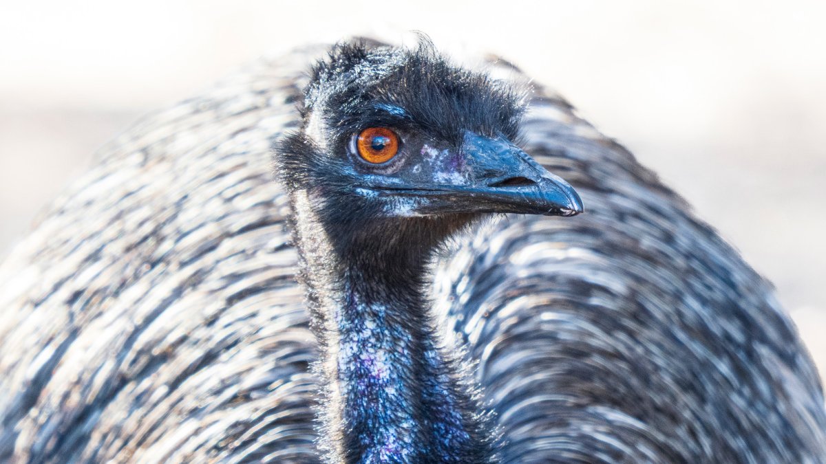 Emus once faced down the Australian army—and won
