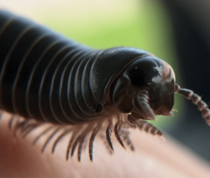 These rare, giant millipedes only exist in Florida