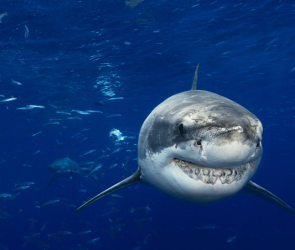 Great white sharks don’t always flee after orca attacks