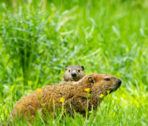Groundhogs don’t poop during hibernation and 6 other random facts