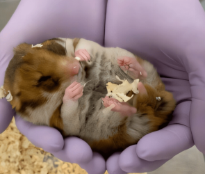 How hibernating hamsters could help astronauts