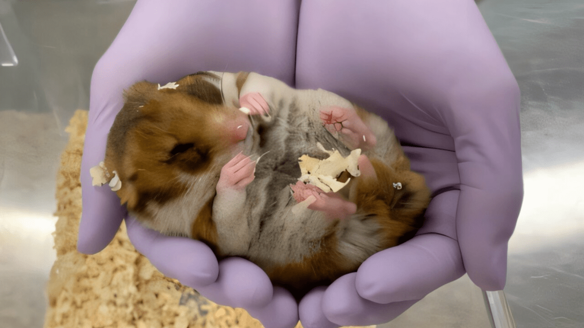 How hibernating hamsters could help astronauts