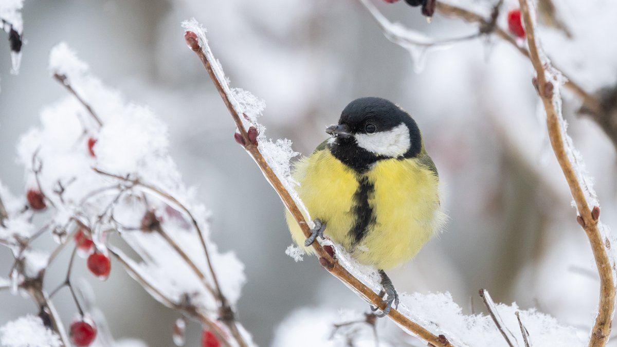 How do birds stay warm in winter?