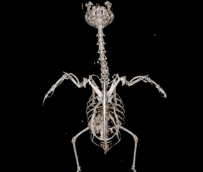 How do you check a hummingbird for broken bones? Very carefully.