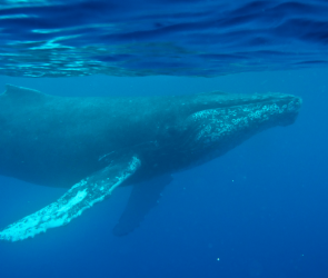 The oldest-known humpback whale recording was hiding in an archive
