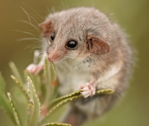 World’s smallest possum may be hiding in South Australia
