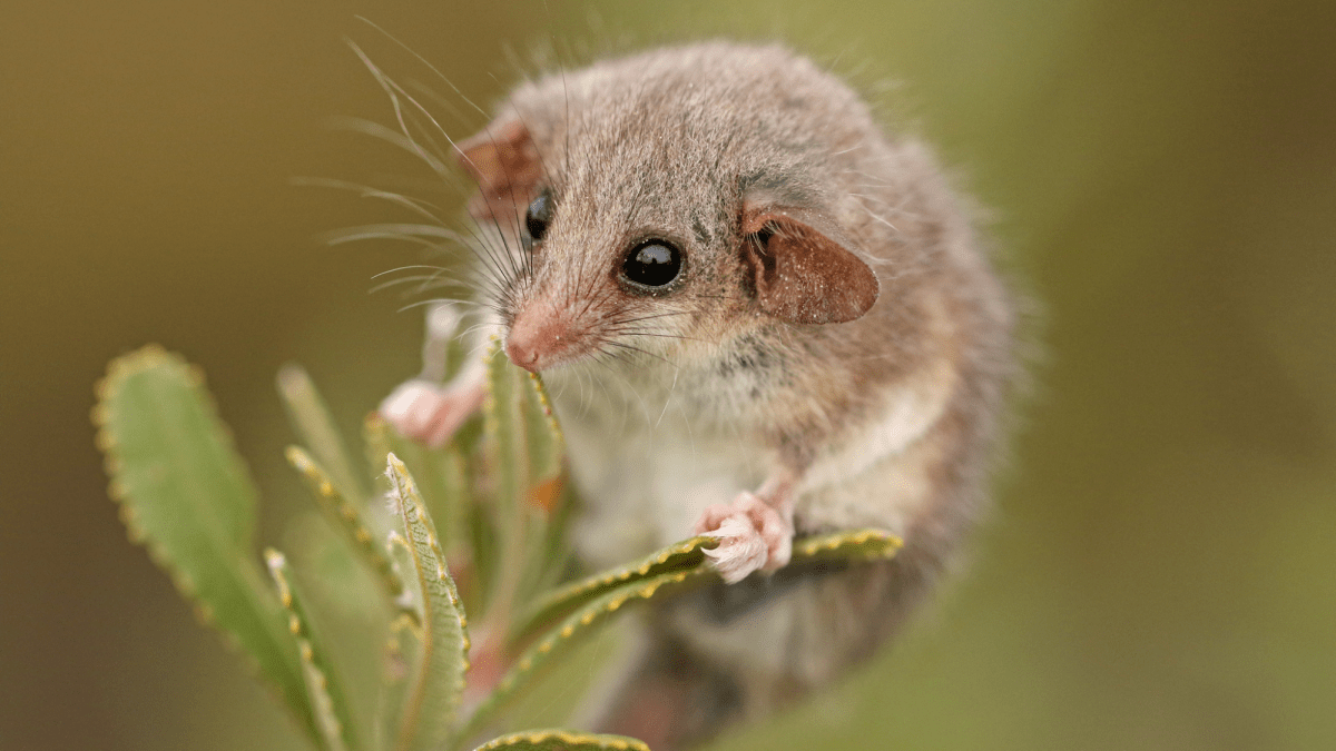 World’s smallest possum may be hiding in South Australia