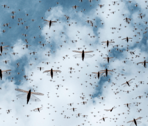 Locust swarms may meet their match in protein-enriched crops