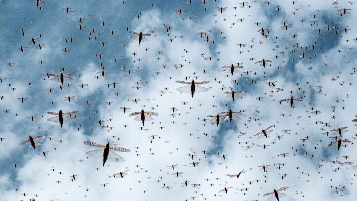 Locust swarms may meet their match in protein-enriched crops