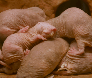 4 wild ways animals breed