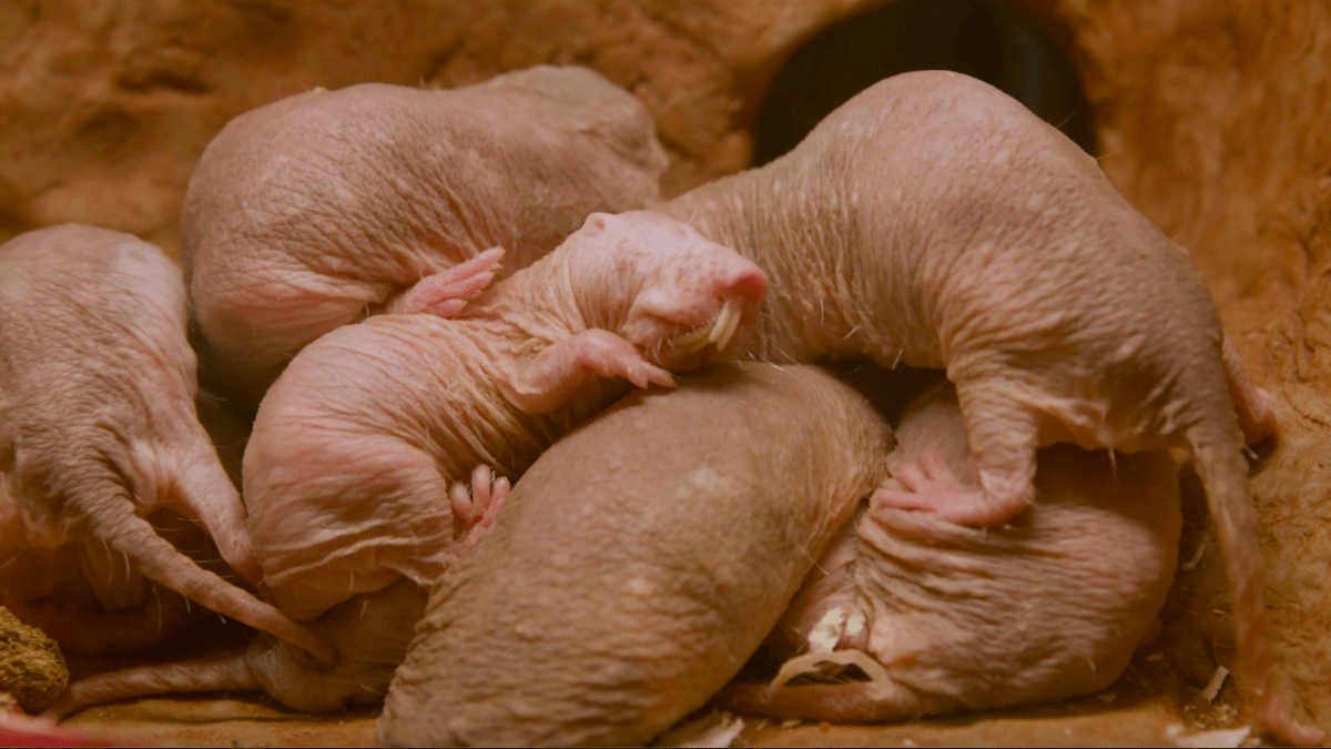 4 wild ways animals breed