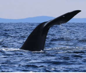 The lobstermen teaming up with scientists to save endangered whales