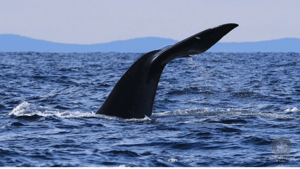 The lobstermen teaming up with scientists to save endangered whales