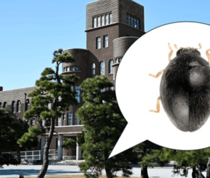 New ladybug species is the size of a grain of sand