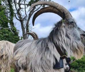 Ireland's native goats date back to Bronze Age