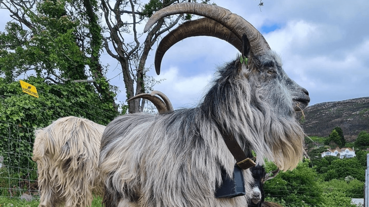 Ireland's native goats date back to Bronze Age