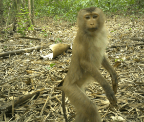 9 rare animals caught on camera in the ‘Amazon of Asia’