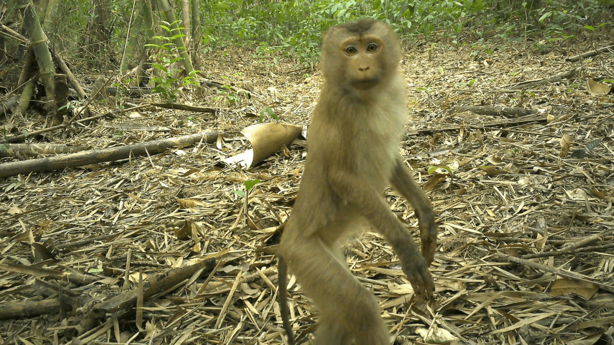 9 rare animals caught on camera in the ‘Amazon of Asia’