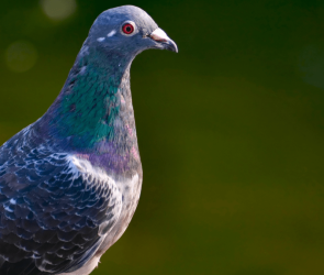 550 pigeons rescued in North Carolina