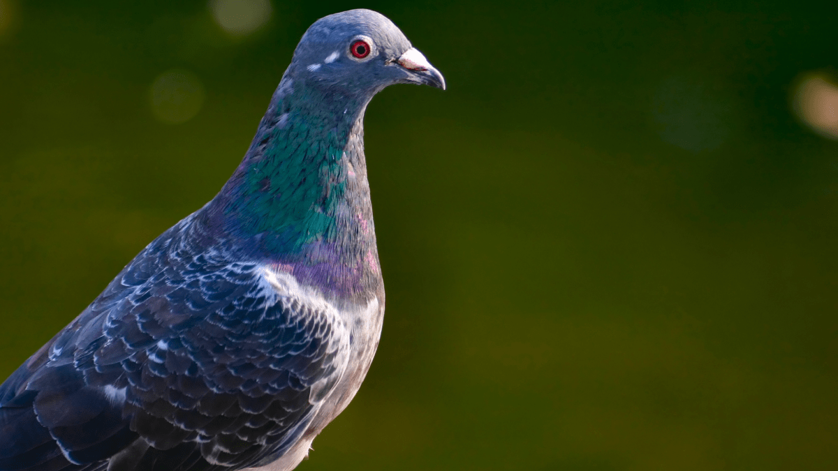 550 pigeons rescued in North Carolina
